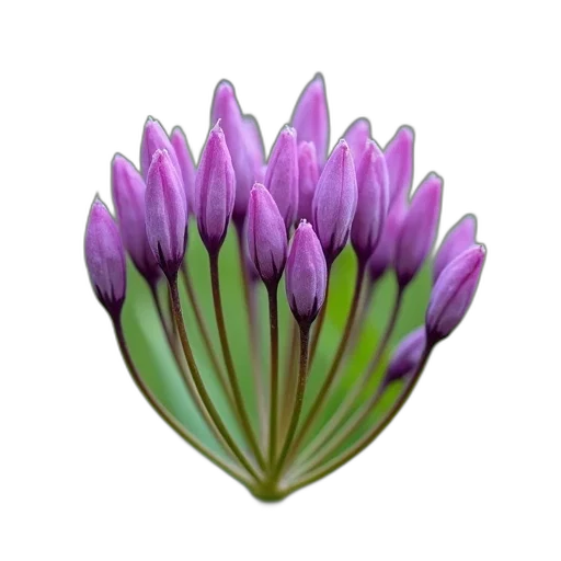 flower, crown, jewelry, staff, 3d render, photorealistic, oil painting, concept art transparent PNG cut-out