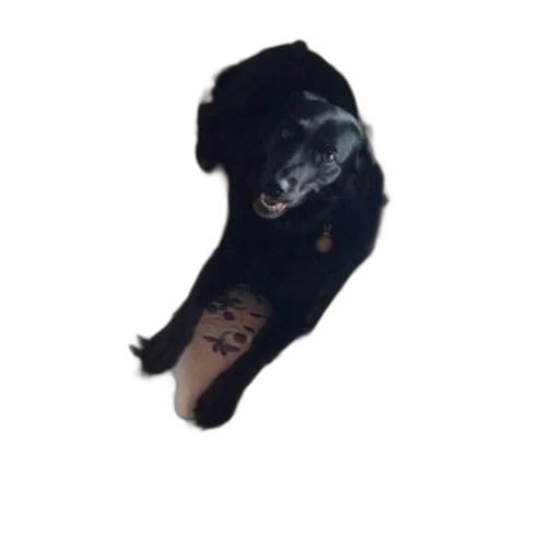 animal, staff, creature, shoes, photorealistic, black, dog, lying transparent PNG cut-out