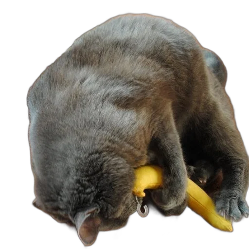 animal, food, staff, creature, photorealistic, grey, cat, playing transparent PNG cut-out