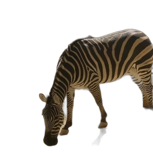 animal, creature, weapon, furniture transparent PNG cut-out