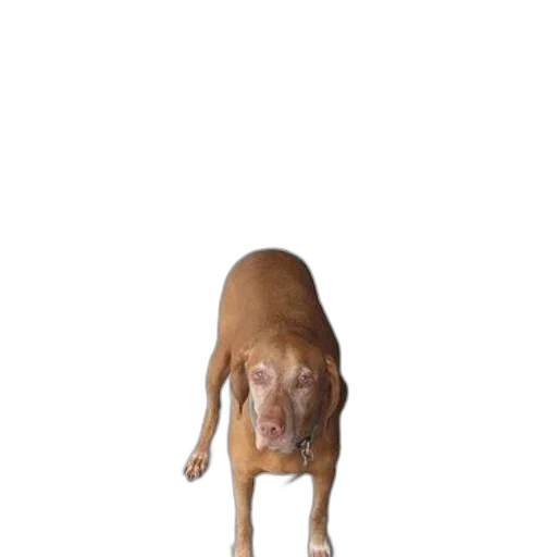 animal, creature, staff, shoes, 3d render, photorealistic, concept art, pixel art transparent PNG cut-out