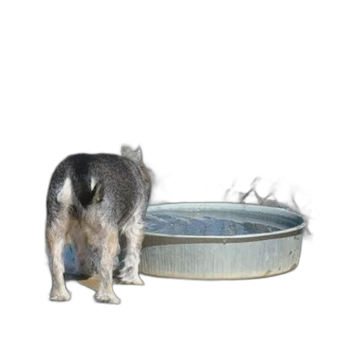 animal, creature, hat, crown, 3d render, photorealistic, concept art, underwater transparent PNG cut-out