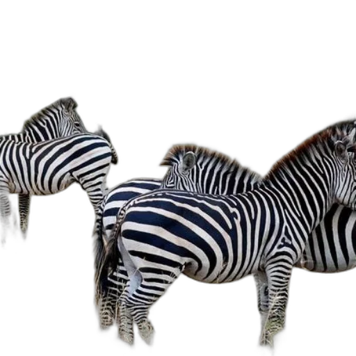 animal, furniture, jewelry, creature, 3d render, photorealistic, concept art, monochrome transparent PNG cut-out