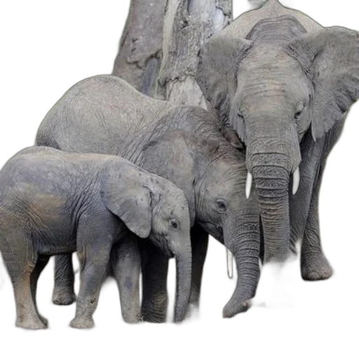 animal, creature, photorealistic, 3d render, concept art, family, elephants, including transparent PNG cut-out