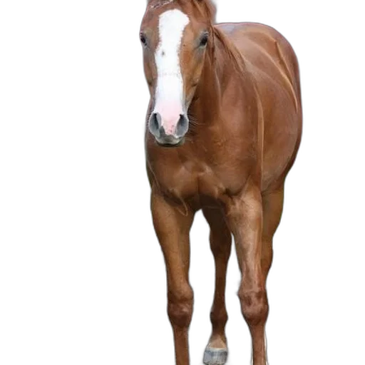 animal, creature, staff, hat, photorealistic, 3d render, concept art, oil painting transparent PNG cut-out