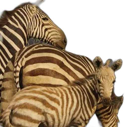animal, creature, 3d render, photorealistic, family, zebras, including, adult transparent PNG cut-out