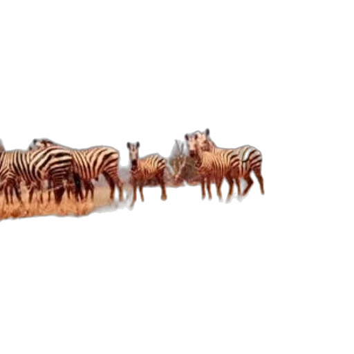 animal, hair, staff, jewelry, concept art, 3d render, herd, zebras transparent PNG cut-out