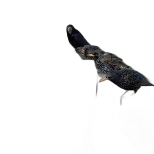 dragon, animal, umbrella, creature, 3d render, concept art, photorealistic, snow transparent PNG cut-out