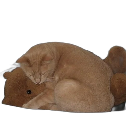 animal, creature, hat, furniture, photorealistic, 3d render, ginger, cat transparent PNG cut-out