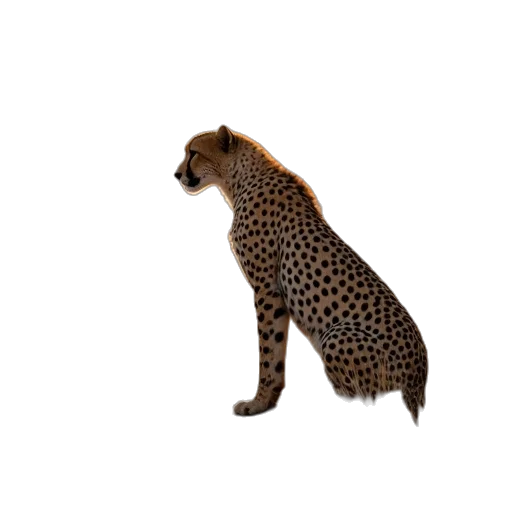 animal, creature, staff, hair transparent PNG cut-out