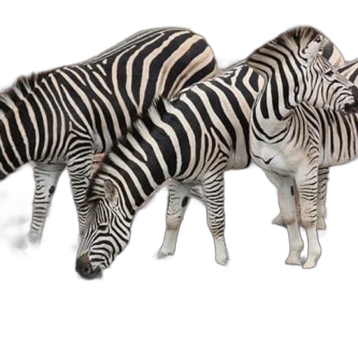 animal, creature, 3d render, photorealistic, concept art, monochrome, three, zebras transparent PNG cut-out