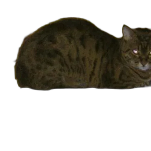 animal, creature, staff, weapon, photorealistic, 3d render, concept art, cat transparent PNG cut-out