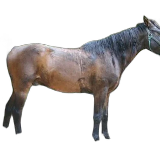 animal, creature, staff, jewelry, photorealistic, 3d render, concept art, oil painting transparent PNG cut-out