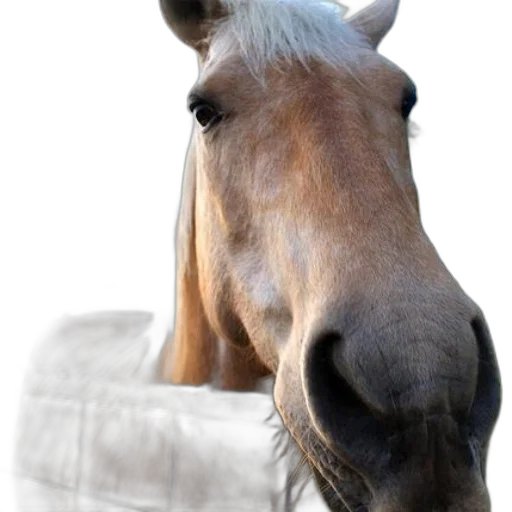 animal, hat, face, staff, photorealistic, 3d render, close-up, photo transparent PNG cut-out