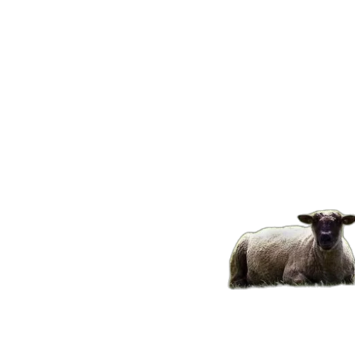 animal, creature, face, hair, pixel art, photorealistic, two, sheep transparent PNG cut-out