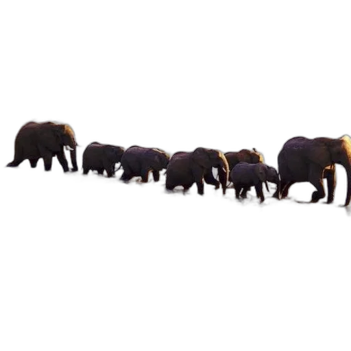 animal, staff, hair, weapon, concept art, 3d render, elephants, crossing transparent PNG cut-out