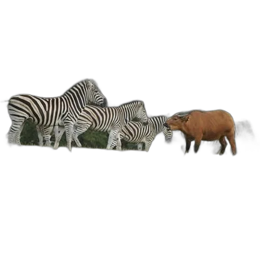 animal, creature, hat, furniture, 3d render, concept art, photorealistic, forest transparent PNG cut-out