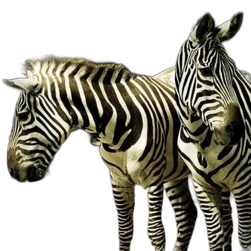 animal, creature, jewelry, furniture, photorealistic, 3d render, concept art, fantasy art transparent PNG cut-out