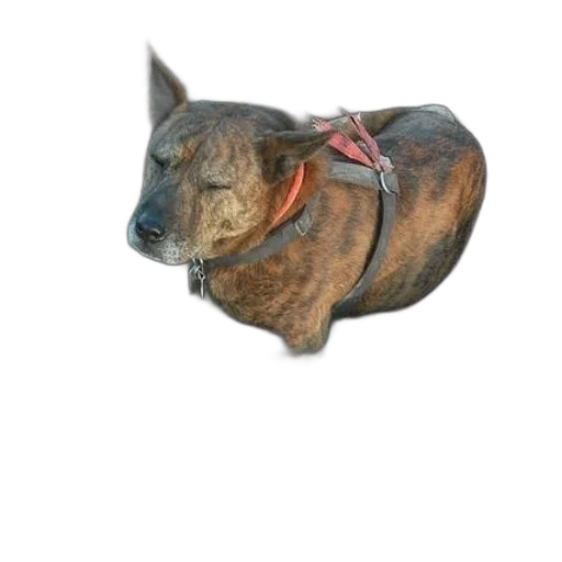 animal, staff, creature, dragon transparent PNG cut-out
