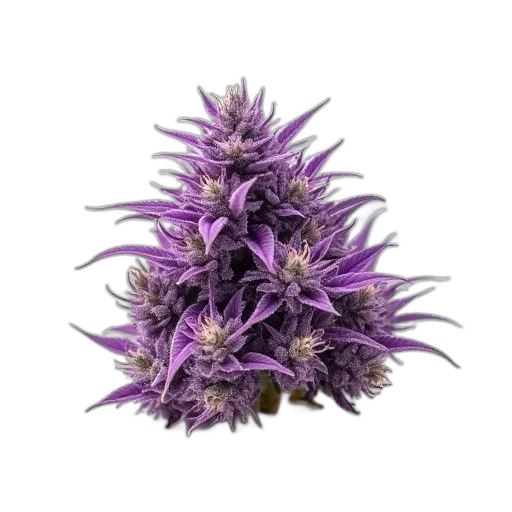 flower, crown, hair, staff transparent PNG cut-out