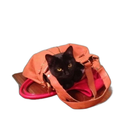 shoes, animal, creature, hat transparent PNG cut-out