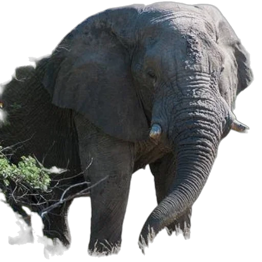animal, creature, staff, crown, photorealistic, concept art, 3d render, majestic transparent PNG cut-out
