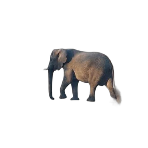 animal, creature, hat, furniture, 3d render, concept art, pixel art, photorealistic transparent PNG cut-out