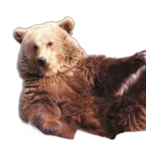 animal, creature, furniture, staff, photorealistic, concept art, brown, bear transparent PNG cut-out
