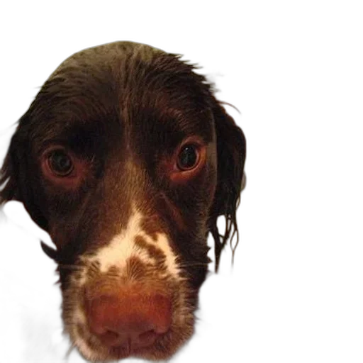 face, animal, staff, creature, photorealistic, person, washing, brown transparent PNG cut-out