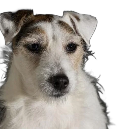 animal, staff, face, creature, photorealistic, 3d render, jack, russell transparent PNG cut-out