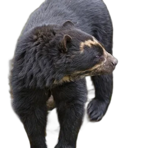 animal, creature, staff, hair, photorealistic, 3d render, black, bear transparent PNG cut-out