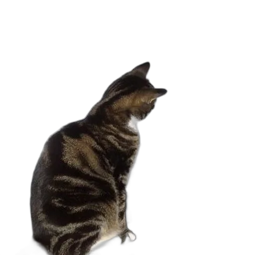 animal, staff, creature, hat, 3d render, photorealistic, concept art, cat transparent PNG cut-out