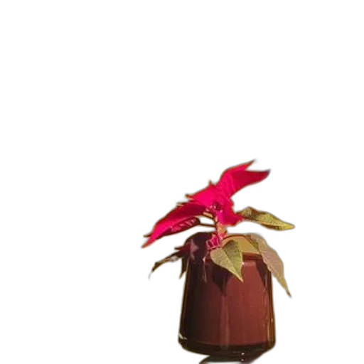 flower, bottle, crown, staff, 3d render, photorealistic, concept art, red transparent PNG cut-out