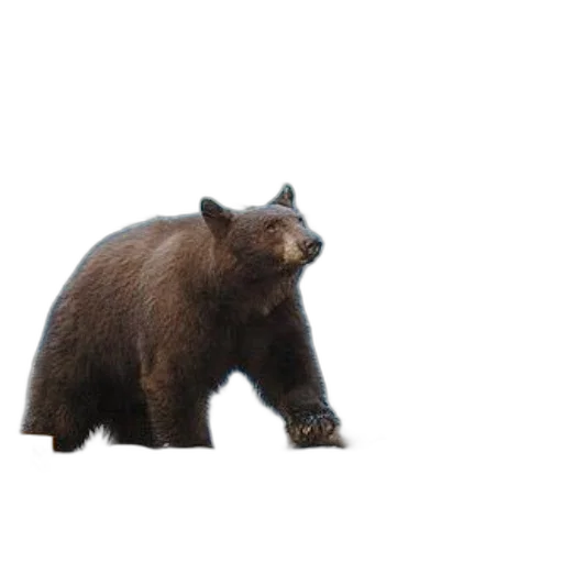 animal, creature, staff, weapon, 3d render, concept art, photorealistic, bear transparent PNG cut-out