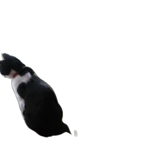 animal, creature, hat, staff, 3d render, concept art, photorealistic, outer space transparent PNG cut-out