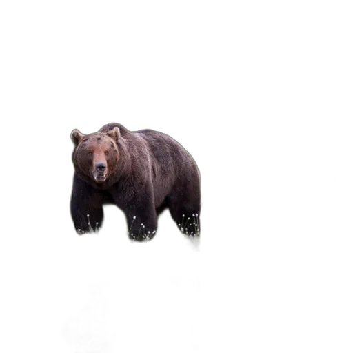 animal, creature, face, staff, photorealistic, 3d render, concept art, pixel art transparent PNG cut-out