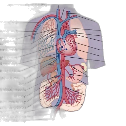 anatomical, diagram, human, circulatory, system, showing, major, blood transparent PNG cut-out