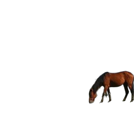 animal, creature, furniture, hair, pixel art, 3d render, concept art, photorealistic transparent PNG cut-out