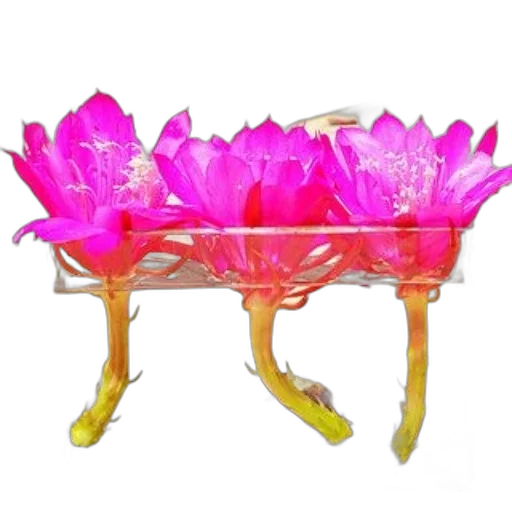furniture, crown, jewelry, flower, 3d render, photorealistic, concept art, oil painting transparent PNG cut-out
