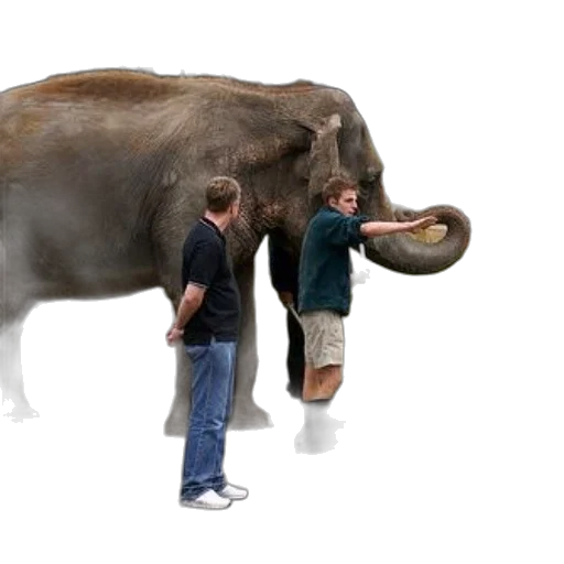 animal, creature, staff, weapon transparent PNG cut-out
