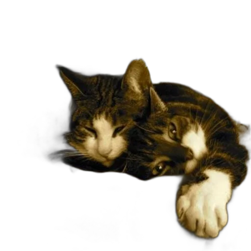 animal, photorealistic, oil painting, 3d render, pixel art, two, cats, lay transparent PNG cut-out