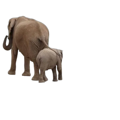 animal, creature, staff, jewelry, 3d render, concept art, photorealistic, earth tones transparent PNG cut-out