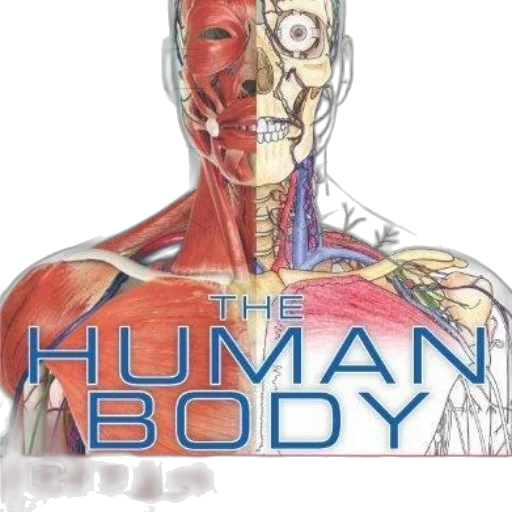 robot, comic book art, cyberpunk, concept art, human, body, coloring, book transparent PNG cut-out