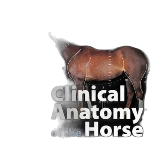 animal, staff, photorealistic, 3d render, clinical, anatomy, horse, book transparent PNG cut-out