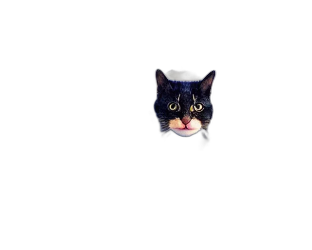 animal, creature, face, food transparent PNG cut-out