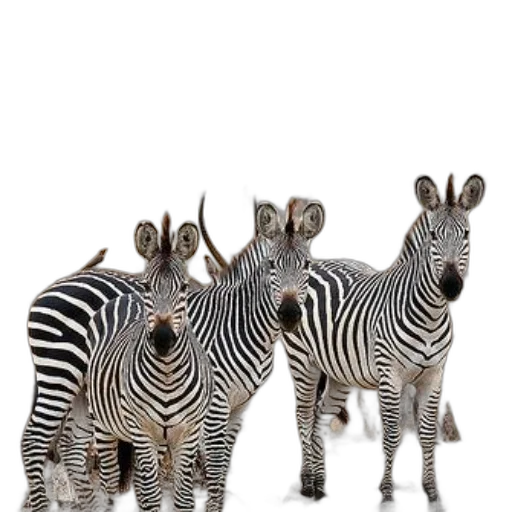 animal, jewelry, creature, staff, 3d render, photorealistic, concept art, monochrome transparent PNG cut-out
