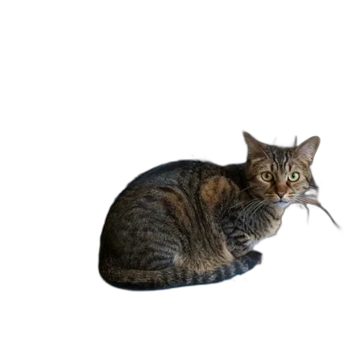 animal, creature, staff, hat, photorealistic, 3d render, pixel art, concept art transparent PNG cut-out
