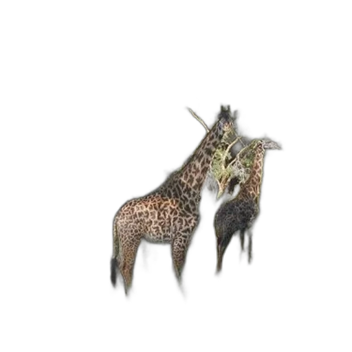 animal, creature, dragon, crown transparent PNG cut-out