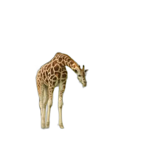 animal, creature, hat, furniture transparent PNG cut-out