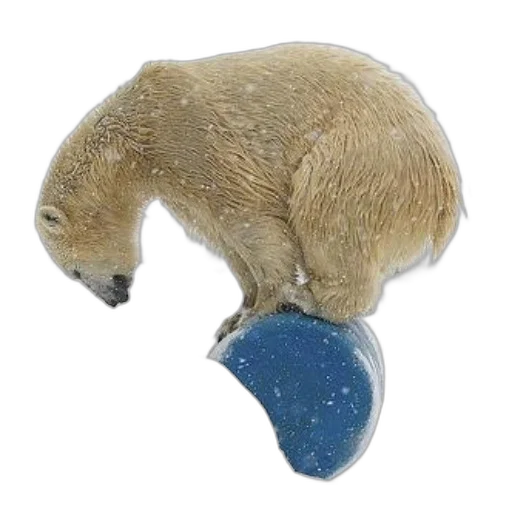 hat, animal, staff, jewelry, 3d render, concept art, blue, polar transparent PNG cut-out